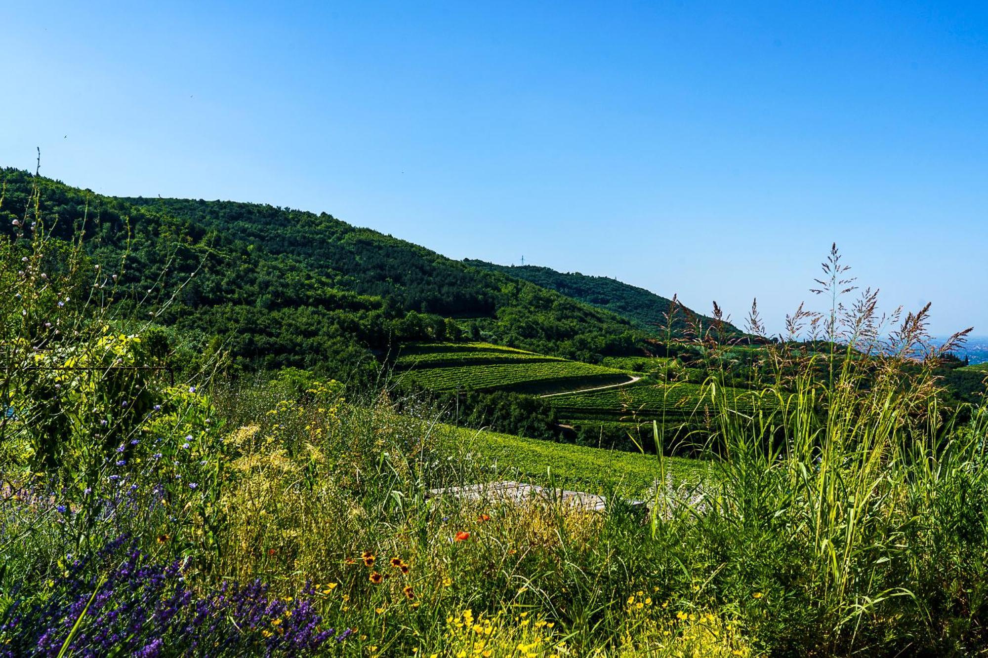 Villa Balis Crema Verona Hills (Adults Only) Grezzana Eksteriør billede